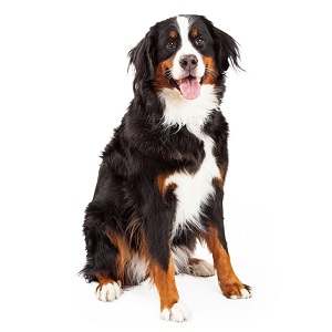 Can Bernese Mountain Dogs Be Guard Dogs