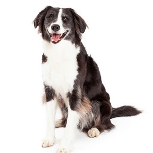 Do Border Collie Dogs Get Along With Other Dogs