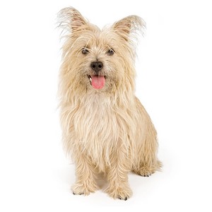 Do Cairn Terrier Dogs Get Along With Other Dogs
