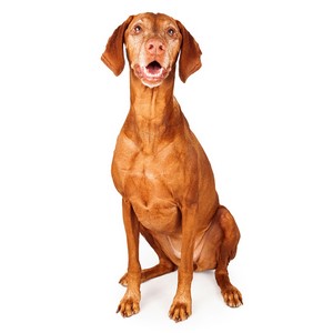 Do Vizsla Dogs Get Along With Other Dogs